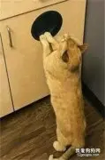 橘猫非要硬挤进厨房橱柜的一个洞里，结果连门都弹出来了！
