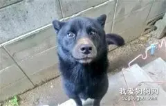 养狗经常被人投诉，主人无奈发出几张照片：它真的不是熊！