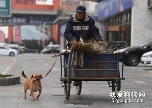 清洁工爷爷好心收养流浪狗，忠心狗狗为报恩，每天帮主人捡垃圾！
