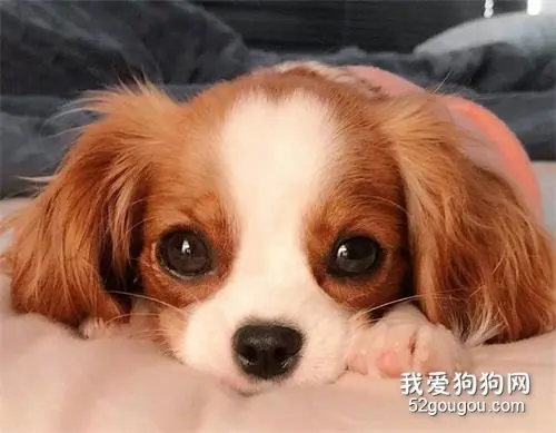 查理王猎犬：因为太美上热搜，知道真相的我眼泪掉下来