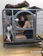 哈士奇遇上一个体贴的女生是种怎样的感受？这也太惨了吧，哈哈！