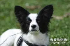 怎么训练狗狗安静休息？