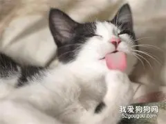 猫咪为什么喜欢舔自己的毛?