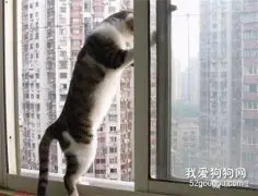 家里的宠物猫咪会自己跳窗吗？