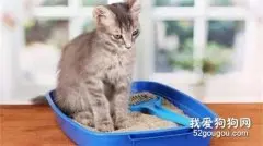 猫咪会在家随便大小便吗？