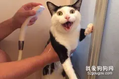 猫咪怕水不愿意洗澡怎么办？