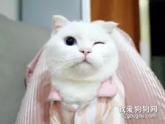 猫咪向你眨眼睛是什么意思?