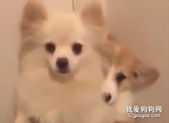 柯基被主人罚站，博美做出了这样的举动！真是感动啊！