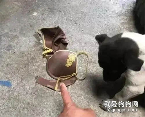 “爸爸，我把邻居姐姐的胸罩带回来了！”
