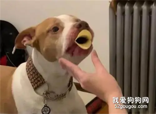 主人给了狗子两片薯片，没想到它叼在嘴里后，秒变小鸭子！