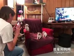 主人给小猫们拍照，它们很配合，居然还会笑，网友：没理由不爱！