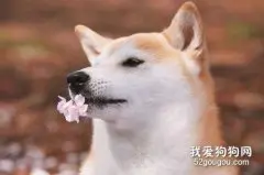 柴犬狗狗在秋季应该怎么饲养才好？