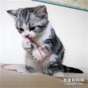 来新家的猫咪一直叫是怎么了