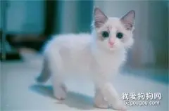 小猫咪喜欢抓家里的家具怎么办?