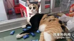 这只猫颜色有点的特别，不光有黑眼圈，还有小马甲，笑喷了！