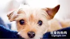 狗子八年都在寻找回家的路：主人在等我...