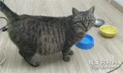 猫咪怀孕时要注意哪些问题?