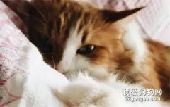 猫咪乱尿尿是什么原因?