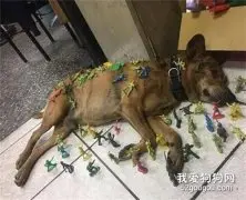 狗子睡到一半被几十个士兵包围，它的眼神死得很彻底：玩够没？