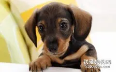 腊肠犬这种狗狗聪明吗?好养吗?