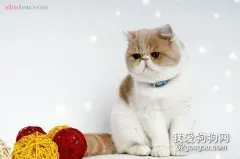 宠物猫咪的寿命一般有多久?