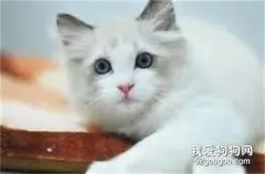 猫咪的日常生活中怎么预防猫癣?