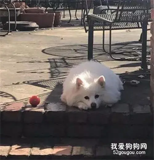 邻居家的猫每天来等门，想找狗狗出去玩，主人：它过世1年了！