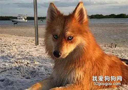 二哈和博美生出了一只狐狸？凭惊人颜值，半年吸粉百万