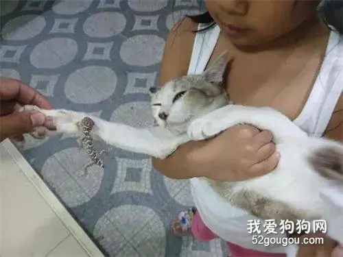 网友家的猫手贱去招惹壁虎，结果尴尬了…