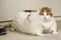 肥胖对猫咪的伤害有多大?