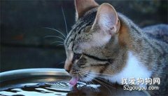 如何鼓励猫咪多喝水?