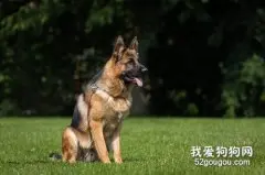 训练德国牧羊犬坐下的方法