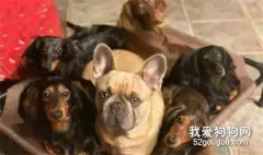 美国夫妇花费了1000多美元自制4米“大炕”，竟是为了…