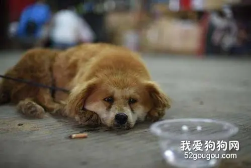 流浪狗的一天！