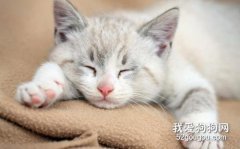 关于猫咪睡觉的5个小常识
