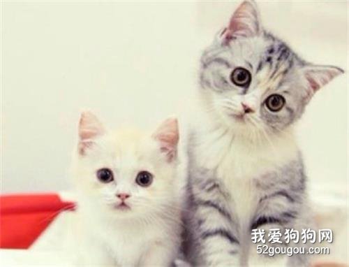 小猫咪咪平时容易患上什么疾病?