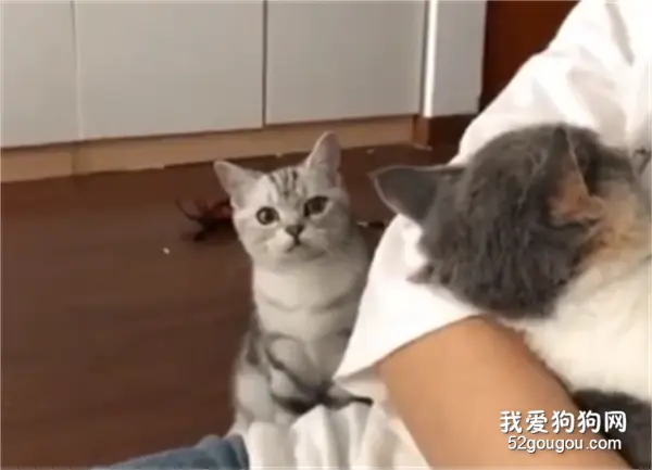嫉妒使我面目全非，做猫太难了！