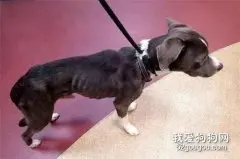 女子搬家遗弃宠物，猫咪被饿死，狗狗吃猫尸体求生…