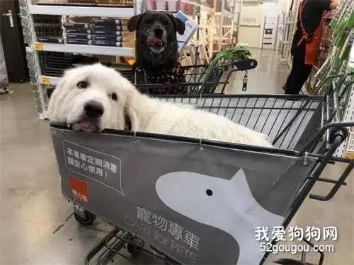 带狗砸逛超市，结果用了俩推车，才装下狗砸们...