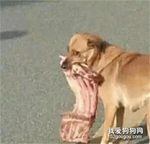狗子咬着一大块排骨在街上闲逛，网友看完纷纷羡慕：它吃的比我都好！