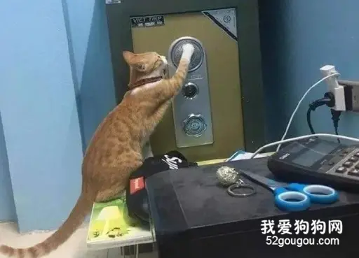 好好的一只猫，非要去破解保险柜密码，结果被抓了…