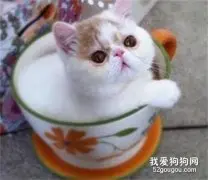 打疫苗后的猫咪出现呕吐是什么原因？