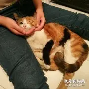 从哪些行为可以看出猫咪是爱你的?