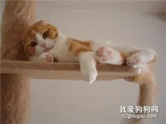 猫咪爱爬高的四个原因