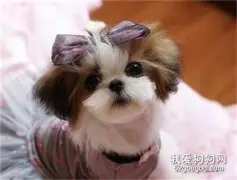 西施犬这样漂亮的狗狗好养吗?