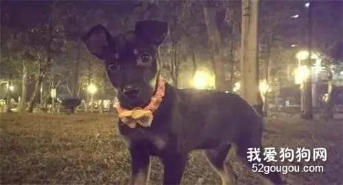 看见闯红灯的小傻狗，竟发现是自己丢失的爱犬！