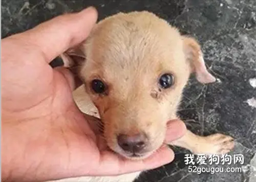 爱犬离世大哭一整晚，主人隔天开门，竟发现同色小狗趴在门口！