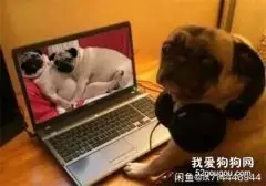 双头犬、喷火犬、狗头人……还有什么是闲鱼不敢卖的？