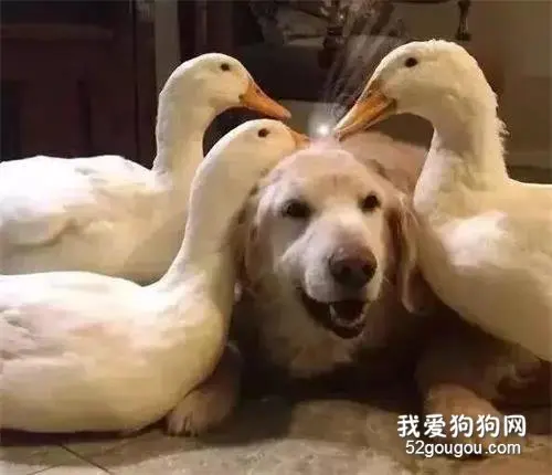 家里的金毛总是被鸭子欺负，金毛：头顶的毛都要被薅没
