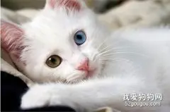  猫咪咳嗽的诊断预防与治疗措施